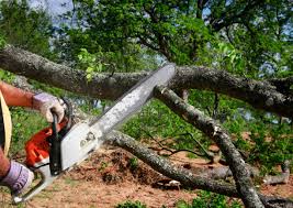 How Our Tree Care Process Works  in  Archer City, TX